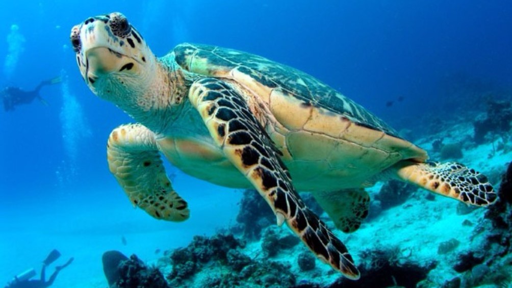 Explore Zante beaches - our famous turtles